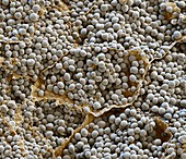 Maize grain, SEM