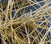 Poplar seed fibres, SEM