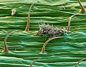 Septoria leaf blotch infection, SEM