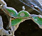 Deadly nightshade leaf, SEM