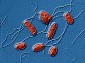 Legionella bacteria, SEM