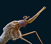 Fungal parasite on mosquito, SEM