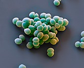 Staphylococcus epidermidis bacteria, SEM