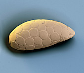 Shelled amoeba, SEM