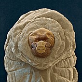 Aphidius colemani wasp larva, SEM