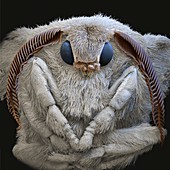 Silkmoth, SEM