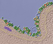 Influenza B Virus 60 000:1