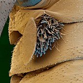 Kiemen der Rheinmückelarve, Oligoneuriella rhenana 100:1