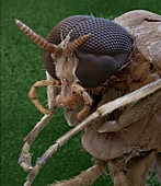 Simuliidae A 90x - Männchen der Kriebelmücke, 90-1