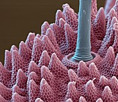 Springtail body hair, SEM