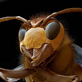 European hornet head, SEM
