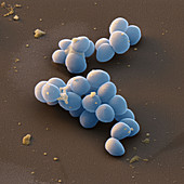 Staphylococcus lugdunensis 26 000:1