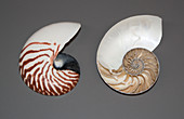Nautilus shells, whole and sectioned