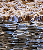 Nacre crystal layers, SEM