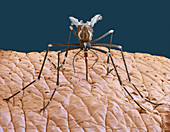 Yellow fever mosquito on human skin, SEM