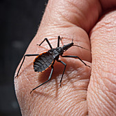 Dipetalogaster maxima bug