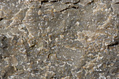 Triassic limestone fracture surface, macrophotograph