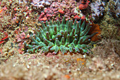 Sea anemone under white light