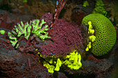 Verschiedene Korallen im Fluoreszenzlicht, Rotes Meer