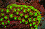 Fluorescent stony coral