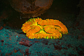 Steinkoralle bei Fluoreszenzlicht, Rotes Meer