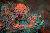 Fluorescent scorpionfish