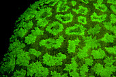 Fluorescent stony coral