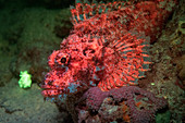 Fluorescent scorpionfish