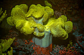 Fluorescent leather coral