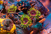 Fluorescent corals