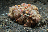 Anemone hermit crab covered in anemones
