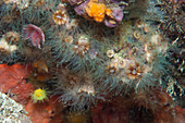 Stony coral polyps in daylight