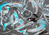 Trochite limestone and fossils, polarised light micrograph