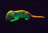 Fluorescent mouse