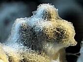 Nanofoam material, SEM