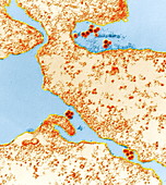 West Nile virus particles, TEM