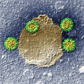 Rotavirus 300000x -  