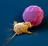 SEM of killer cell attacking cancer cell