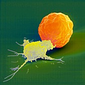 Coloured SEM of killer cell attacking cancer cell