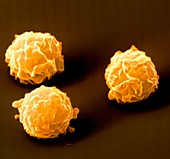 Bone marrow stem cells, SEM