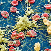 Blutzellen 2700x - Blutzellen 2700-1
