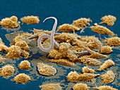 Macrophages attacking larva, SEM