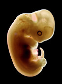 Embryo Katze 10x - 