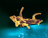 Coloured SEM of Amoeba proteus, a protozoan