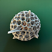 Spumellaria radiolarian, SEM