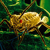 Coloured SEM of an aphid or greenfly