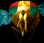 Coloured SEM of a horsefly