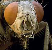 Coloured SEM of head of housefly (Musca domestica)
