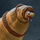 Bluebottle larva, SEM