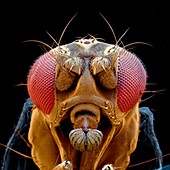 Drosophila fly head SEM